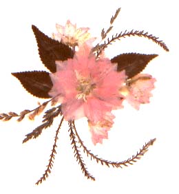 5 Benefits of Flower Pressing Benefits of flower pressing
