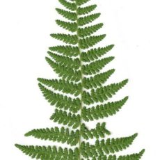 How to press Fern Leaves