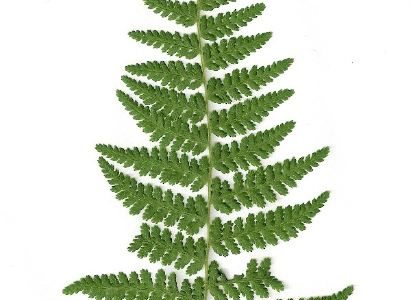 How to press Fern Leaves