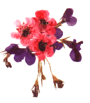 Lobelia and leptospermum